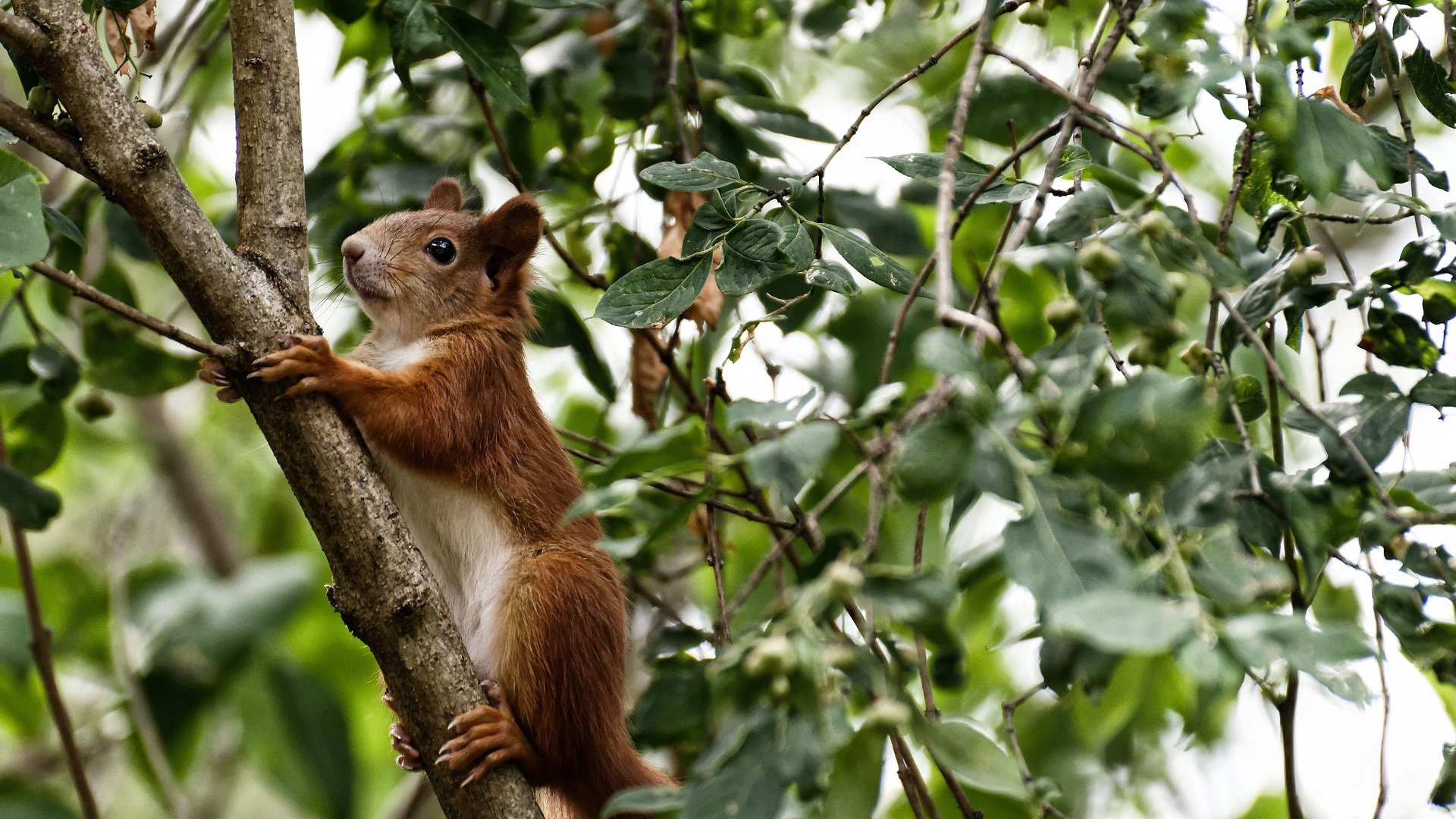kaiyun登录入口-西甲超级档案：精彩瞬间不断刷新记录！，西甲锦集